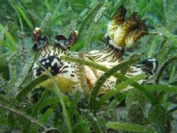 This nudibranch was huuuge! a good 20cm long and I still ... by Yves Antoniazzo 